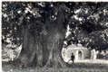tilleul_nb0 2.jpg